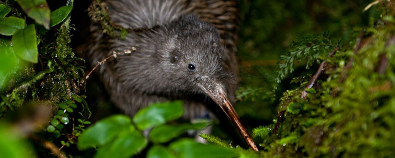 Kiwi Nouvelle Zelande – Voir, observer les Kiwis de Nouvelle Zelande