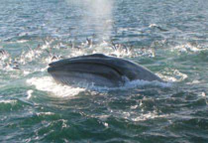 Baleine à Bosses en Nouvelle-Zélande