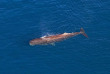 Nouvelle-Zélande - Kaikoura - Observation des baleines en hélico : 30 minutes © Kairoura Helicopters