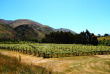 Nouvelle-Zélande - Wanaka - Les vignobles du Central Otago © Nouvelle-zelande-a-la-carte.com