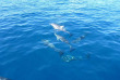 Nouvelle-Zélande - Whakatane - Nage avec les dauphins et phoques © Diveworks Dolphin and Seal Encounters