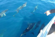 Nouvelle-Zélande - Whakatane - Nage avec les dauphins et phoques © Diveworks Dolphin and Seal Encounters
