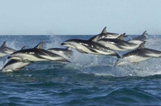 Nouvelle-Zélande - Marlborough Sounds - Croisière d'observation des dauphins