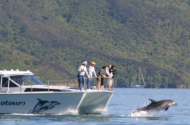 Nouvelle-Zélande - Marlborough Sounds - Croisière d'observation des dauphins