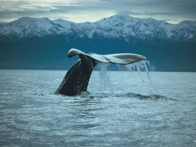 Nouvelle-Zélande - Christchurch - Croisière d'observation des baleines à Kaikoura - aller en bus et retour en train