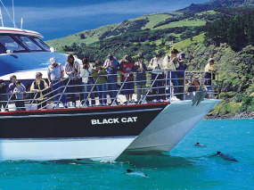 Nouvelle-Zélande - Akaroa - Faune marine et merveilles naturelles d'Akaroa