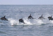 Nouvelle-Zélande - Kaikoura - Nager avec les dauphins