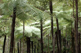 Nouvelle-Zélande - Auckland - Excursion Forêt tropicale et côte sauvage