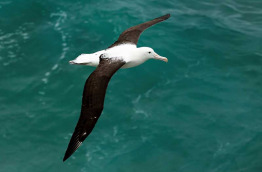 Nouvelle-Zélande - Dunedin - Croisière Monarch Cruises - Observation de la faune marine