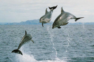 Nouvelle-Zélande - Bay of Islands - Nage avec les dauphins dans la Bay of Islands