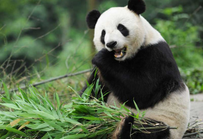 Chine - Panda au Zoo de Pékin © CNTA