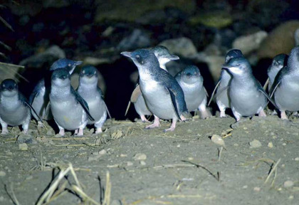 Nouvelle-Zélande - Dunedin - Les petits manchots bleus de Taiaroa Head