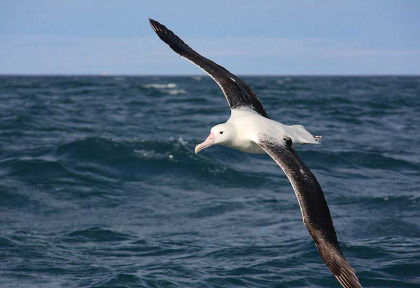 Nouvelle-Zélande - Kaikoura - Croisière d'observation des albatros