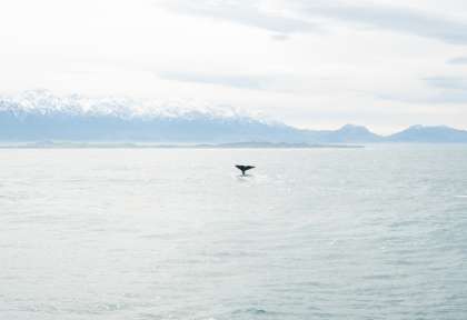 Baleine de Kaikoura
