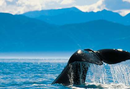 Baleine de Kaikoura