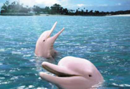 Le lagon des dauphins à Singapour