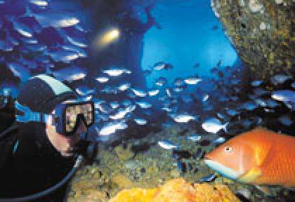 Poor Knights islands