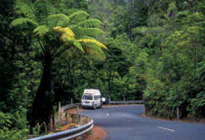 Waipoua Forest