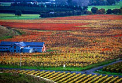 Hawke’s Bay Vignoble