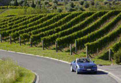 Hawkes Bay Vineyard