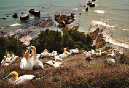 Cape Kidnappers