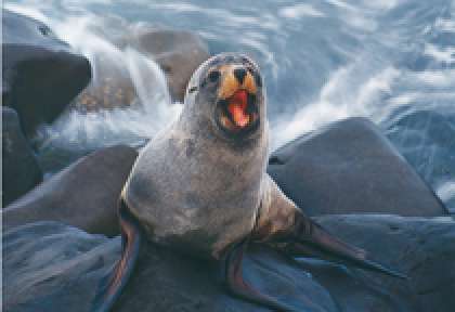 Kaikoura Phoque