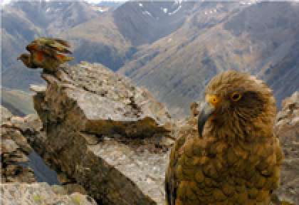 Fiordland