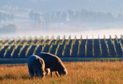 Waipara