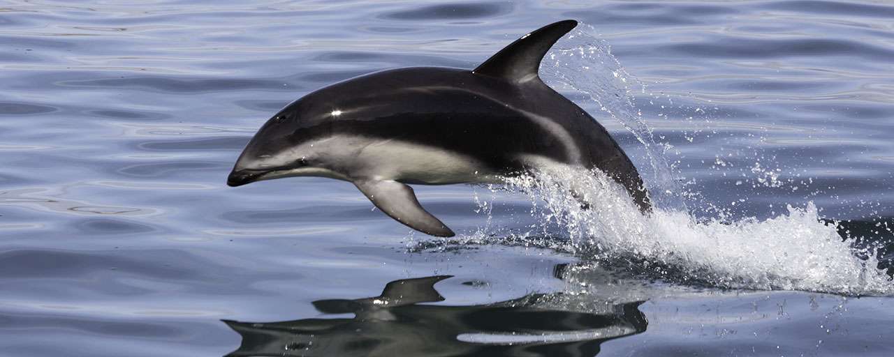 Apprenez-en plus sur les dauphins de A à Z - Dossier complet - La Salamandre