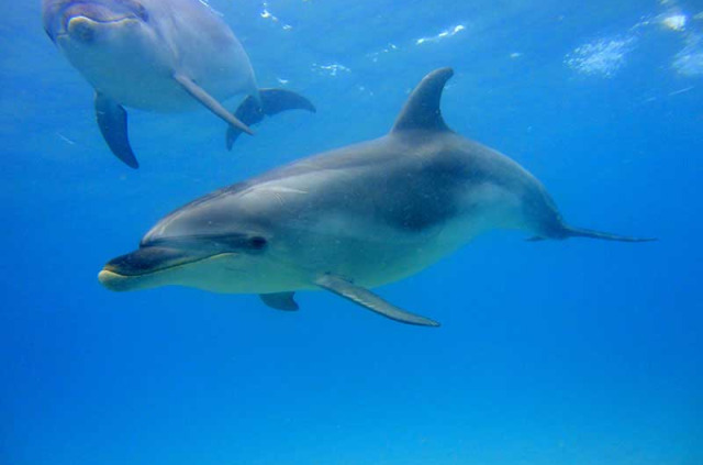 Observation des dauphins dans la Bay of Islands - Croisière - Ile du Nord -  Voyages Nouvelle-Zélande à la carte