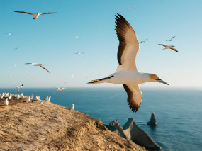 Nouvelle-Zélande - Hawke's Bay - Cape Kidnappers - Gannet safaris Overland