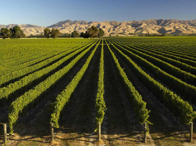 Nouvelle-Zélande - Marlborough - Les vignobles de Marlborough