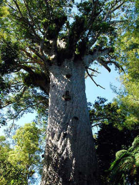 Nouvelle-Zélande - Northland, Waipoua © Tourism New Zealand