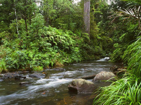 Nouvelle-Zélande - Marche à la tombée de la nuit dans la forêt de Waipoua