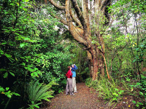 Nouvelle-Zélande - Stewart Island - Randonnée guidée sur l'île-sanctuaire d'Ulva à la journée