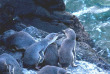 Nouvelle-Zélande - Akaroa - Pohatu Penguins Tour - Observation des petits manchots de P_hatu