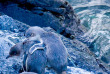 Nouvelle-Zélande - Akaroa - Pohatu Penguins Tour - Observation des petits manchots de P_hatu