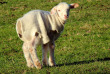 Nouvelle-Zélande - Arthur Pass - Wilderness Lodge Arthurs Pass - Farm