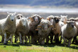 Nouvelle-Zélande - Arthur Pass - Wilderness Lodge Arthurs Pass - Farm