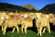 Nouvelle-Zélande - Arthur Pass - Wilderness Lodge Arthurs Pass - Farm