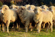 Nouvelle-Zélande - Arthur Pass - Wilderness Lodge Arthurs Pass - Farm