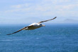 Nouvelle-Zélande - Dunedin - Faune sauvage de la péninsule d'Otago