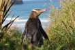 Nouvelle-Zélande - Dunedin - Faune sauvage de la péninsule d'Otago