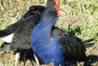 Nouvelle-Zélande - Dunedin - Faune sauvage de la péninsule d'Otago