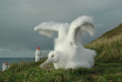 Nouvelle-Zélande - Dunedin - Faune sauvage de la péninsule d'Otago sous toutes ses coutures - The Albatross Centre