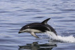 Nouvelle-Zélande - Dunedin - Croisière Monarch Cruises et visite à The Penguin Place