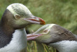 Nouvelle-Zélande - Dunedin - Croisière Monarch Cruises et visite au Royal Albatross Centre © Glen Riley