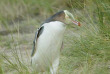 Nouvelle-Zélande - Dunedin - Héritage historique et faune sauvage de la péninsule d'Otago © DunedinNZ