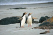 Nouvelle-Zélande - Dunedin - Héritage historique et faune sauvage de la péninsule d'Otago © DunedinNZ