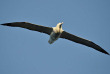 Nouvelle-Zélande - Dunedin - Visite guidée au Royal Albatross Centre